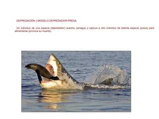 AUTORREGULACIÓN DE LA COMUNIDAD
DEPREDACIÓN o MODELO DEPREDADOR-PRESA
Un individuo de una especie (depredador) acecha, persigue y captura a otro individuo de distinta especie (presa) para
alimentarse (provoca su muerte).
P D
-
+
 
