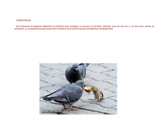 AUTORREGULACIÓN DE LA COMUNIDAD
COMPETENCIA
Dos individuos de especies diferentes se enfrentan para conseguir un recurso (un territorio, alimento, zona de cría, luz...), en esa lucha, ambas se
perjudican. La competencia puede darse entre individuos de la misma especie (competencia intraespecífica)
P D
-
+
 