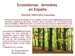 Ecosistemas terrestres
en España
BOSQUE TEMPLADO (Caducifolio)
El clima en las zonas templadas es muy variable, con las cuatro estaciones del año bien
marcadas y alternancia de lluvias, periodos secos, tormentas, etc. Las precipitaciones
varían entre 500 y 1000 mm al año. Los suelos son ricos porque la meteorización es alta
y la actividad biológica también. En España lo encontramos en toda la cornisa cantábrica.
Las especies de árboles que forman
el bosque son muy numerosas y
caducifolias. Hayas y robles, junto a
castaños, avellanos, arces, olmos,
etc. son los más frecuentes en la
península Ibérica con un sotobosque
formado por rosales, zarzas, brezos,
etc.
La fauna es rica y variada
Ej: Parque Nacional
Picos de Europa
 