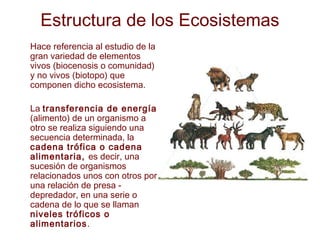 Estructura de los Ecosistemas
Hace referencia al estudio de la
gran variedad de elementos
vivos (biocenosis o comunidad)
y no vivos (biotopo) que
componen dicho ecosistema.
La transferencia de energía
(alimento) de un organismo a
otro se realiza siguiendo una
secuencia determinada, la
cadena trófica o cadena
alimentaria, es decir, una
sucesión de organismos
relacionados unos con otros por
una relación de presa -
depredador, en una serie o
cadena de lo que se llaman
niveles tróficos o
alimentarios.
 