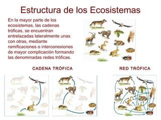 Estructura de los Ecosistemas
En la mayor parte de los
ecosistemas, las cadenas
tróficas, se encuentran
entrelazadas lateralmente unas
con otras, mediante
ramificaciones o interconexiones
de mayor complicación formando
las denominadas redes tróficas.
CADENA TRÓFICA RED TRÓFICA
 