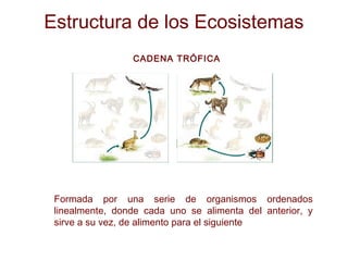 Estructura de los Ecosistemas
CADENA TRÓFICA
Formada por una serie de organismos ordenados
linealmente, donde cada uno se alimenta del anterior, y
sirve a su vez, de alimento para el siguiente
 