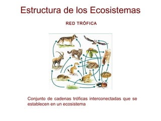 Estructura de los Ecosistemas
RED TRÓFICA
Conjunto de cadenas tróficas interconectadas que se
establecen en un ecosistema
 