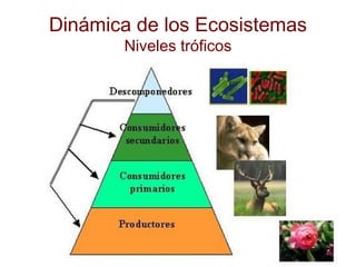 Dinámica de los Ecosistemas
Niveles tróficos
 