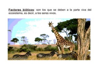 Factores bióticos: son los que se deben a la parte viva del
ecosistema, es decir, a los seres vivos.
.
 