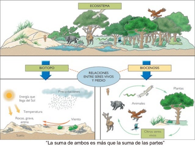 9. Ecología y ecosistemas
