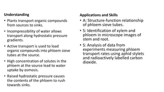Understanding
• Plants transport organic compounds
from sources to sinks.
• Incompressibility of water allows
transport along hydrostatic pressure
gradients.
• Active transport is used to load
organic compounds into phloem sieve
tubes at the source.
• High concentration of solutes in the
phloem at the source lead to water
uptake by osmosis.
• Raised hydrostatic pressure causes
the contents of the phloem to rush
towards sinks.
Applications and Skills
• A: Structure-function relationship
of phloem sieve tubes.
• S: Identification of xylem and
phloem in microscope images of
stem and root.
• S: Analysis of data from
experiments measuring phloem
transport rates using aphid stylets
and radioactively labelled carbon
dioxide.
 