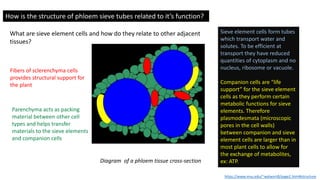 Sieve element cells form tubes
which transport water and
solutes. To be efficient at
transport they have reduced
quantities of cytoplasm and no
nucleus, ribosome or vacuole.
Companion cells are "life
support” for the sieve element
cells as they perform certain
metabolic functions for sieve
elements. Therefore
plasmodesmata (microscopic
pores in the cell walls)
between companion and sieve
element cells are larger than in
most plant cells to allow for
the exchange of metabolites,
ex: ATP.
How is the structure of phloem sieve tubes related to it’s function?
https://www.msu.edu/~walwort8/page2.html#structure
What are sieve element cells and how do they relate to other adjacent
tissues?
Diagram of a phloem tissue cross-section
Fibers of sclerenchyma cells
provides structural support for
the plant
Parenchyma acts as packing
material between other cell
types and helps transfer
materials to the sieve elements
and companion cells
 