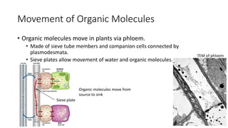 Movement of Organic Molecules
• Organic molecules move in plants via phloem.
• Made of sieve tube members and companion cells connected by
plasmodesmata.
• Sieve plates allow movement of water and organic molecules.
• Or
Sieve plate
Organic molecules move from
source to sink
TEM of phloem
 