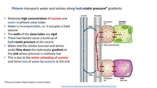 • Relatively high concentration of sucrose and
water in phloem sieve tubes
• Water is incompressible, i.e. it occupies a fixed
volume
• The walls of the sieve tubes are rigid
• These two factors cause a build-up of
hydrostatic pressure at the source
• Water and the solutes (sucrose and amino
acids) flow down the hydrostatic gradient to
the sink where pressure is relatively low
• This is due to the active unloading of sucrose
and hence loss of water by osmosis at the sink
Phloem transports water and solutes along hydrostatic pressure* gradients
http://www.uic.edu/classes/bios/bios100/lecturesf04am/lect19.htm
*Pressure of water (hydro) before it moves (static)
 