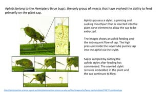 http://plantsinaction.science.uq.edu.au/sites/plantsinaction.science.uq.edu.au/files/imagecache/figure-medium/plate27AB.TIF-combined.jpg
Aphids possess a stylet: a piercing and
sucking mouthpart that is inserted into the
plant sieve element to allow the sap to be
extracted.
The images shows an aphid feeding and
the subsequent flow of sap. The high
pressure inside the sieve tube pushes sap
into the aphid via the stylet.
Aphids belong to the Hemiptera (true bugs), the only group of insects that have evolved the ability to feed
primarily on the plant sap.
Sap is sampled by cutting the
aphids stylet after feeding has
commensed. The severed stylet
remains embedded in the plant and
the sap continues to flow.
 