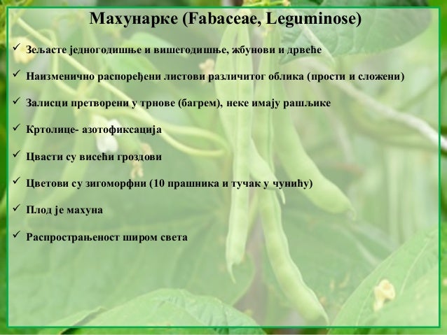 9. Mahunarke, pomocnice, usnatice, glavocike
