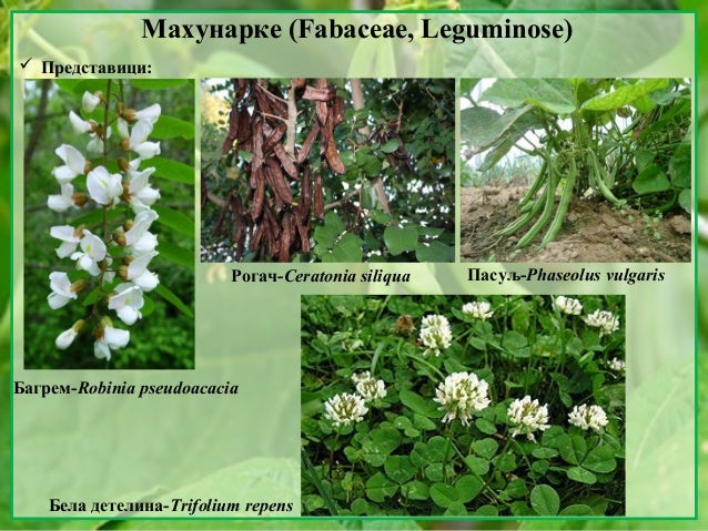 9. Mahunarke, pomocnice, usnatice, glavocike