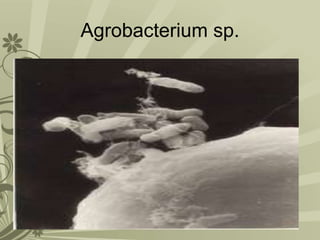 Agrobacterium sp.
 