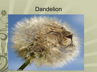 Dandelion
 