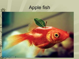 Apple fish
 