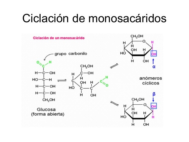 9. carbohidratos I