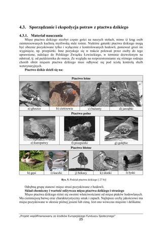 „Projekt współfinansowany ze środków Europejskiego Funduszu Społecznego”
25
4.3. Sporządzanie i ekspedycja potraw z ptactwa dzikiego
4.3.1. Materiał nauczania
Mięso ptactwa dzikiego niezbyt często gości na naszych stołach, mimo iż krąg osób
zainteresowanych kuchnią myśliwską stale rośnie. Niektóre gatunki ptactwa dzikiego mogą
być obecnie pozyskiwane tylko i wyłącznie z kontrolowanych hodowli, ponieważ grozi im
wyginięcie, np. przepiórki. Inne pozyskuje się w trakcie polowań przez osoby do tego
uprawnione, należące do Polskiego Związku Łowieckiego, w terminie dozwolonym na
odstrzał, tj. od października do marca. Ze względu na rozprzestrzenianie się różnego rodzaju
chorób obrót mięsem ptactwa dzikiego musi odbywać się pod ścisłą kontrolą służb
weterynaryjnych.
Ptactwo dzikie dzieli się na:
Ptactwo leśne
a) głuszce b) cietrzewie c) bażanty d) jarząbki
Ptactwo polne
e) kuropatwy f) przepiórki g) gołębie
Ptactwo błotne
h) gęsi i) kaczki j) bekasy k) słonki l) łyski
Rys. 5. Podział ptactwa dzikiego [ 27 b)]
Odrębną grupę stanowi mięso strusi pozyskiwane z hodowli.
Skład chemiczny i wartość odżywcza mięsa ptactwa dzikiego i strusiego
Mięso ptactwa dzikiego różni się swoimi właściwościami od mięsa ptaków hodowlanych.
Ma ciemniejszą barwę oraz charakterystyczny smak i zapach. Najlepsze cechy jakościowe ma
mięso pozyskiwane w okresie późnej jesieni lub zimą. Jest ono wówczas mięsiste i delikatne.
 