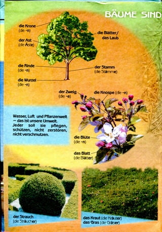die Krone
(die -n)
derAst
(die Aste)
die Rinde
(die -n)
die Wurzel
(die -n)
?
die Blatter/
das Laub
der Zweig
(die -e)
der Stamm
(die Sta'mme)
die Knospe (die -n)
Wasser, Luft und Pflanzenwelt
— das ist unsere Umwelt
Jeder soil sie pflegen,
schiitzen, nicht zerstoren,
nicht verschmutzen.
der Strauch
(die Straucher)
das Blatt
(dieBlatter) l
,-/'^>W;,.- .•••--':'•
PS?*? ' •• •"I; •'•-••'.«.. :• ' • .^1M&
das Kraut (die Krauter)
das Qras (die Qraser)
 