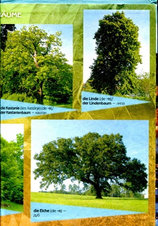 •I
die Linde (die -n)/
der Lindenbaum —nnna
|die Kastanie (//es: kastanje) (die-n)/
Wer Kastanienbaum -
:•- * 'f
die Eiche (die -n)
AV6
 