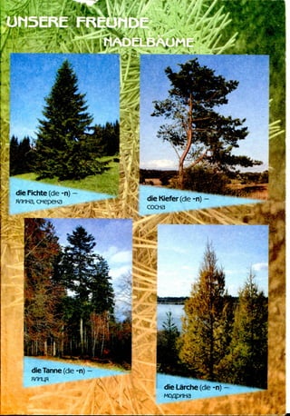 die Fichte (die -n) -
, cwepena dieKiefer(die-n)
COCH3
die Larche (die -n) -
 