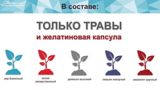 В составе:
аир болотный девясил высокийалтей
лекарственный
эвкалипт круглыйтимьян ползучий
ТОЛЬКО ТРАВЫ
и желатиновая капсула
 