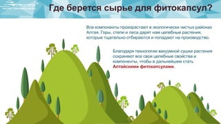 Где берется сырье для фитокапсул?
Все компоненты произрастают в экологически чистых районах
Алтая. Горы, степи и леса дарят нам целебные растения,
которые тщательно отбираются и попадают на производство.
Благодаря технологии вакуумной сушки растения
сохраняют все свои целебные свойства и
компоненты, чтобы в дальнейшем стать
Алтайскими фитокапсулами.
 