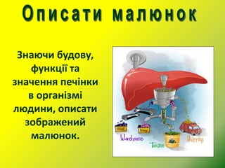 Знаючи будову,
функції та
значення печінки
в організмі
людини, описати
зображений
малюнок.
 