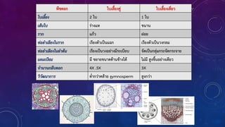 พืชดอก ใบเลี้ยงคู่ ใบเลี้ยงเดี่ยว
ใบเลี้ยง 2 ใบ 1 ใบ
เส้นใบ ร่างแห ขนาน
ราก แก้ว ฝอย
ท่อลาเลียงในราก เรียงตัวเป็นแฉก เรียงตัวเป็นวงกลม
ท่อลาเลียงในลาต้น เรียงเป็นวงอย่างมีระเบียบ จัดเป็นกลุ่มกระจัดกระจาย
แคมเบียม มี ขยายขนาดด้านข้างได้ ไม่มี สูงขึ้นอย่างเดียว
จานวนกลีบดอก 4X .5X 3X
วิวัฒนาการ ต่้ากว่าคล้าย gymnosperm สูงกว่า
 
