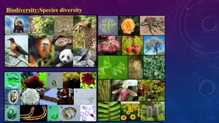 Biodiversity:Species diversity
 