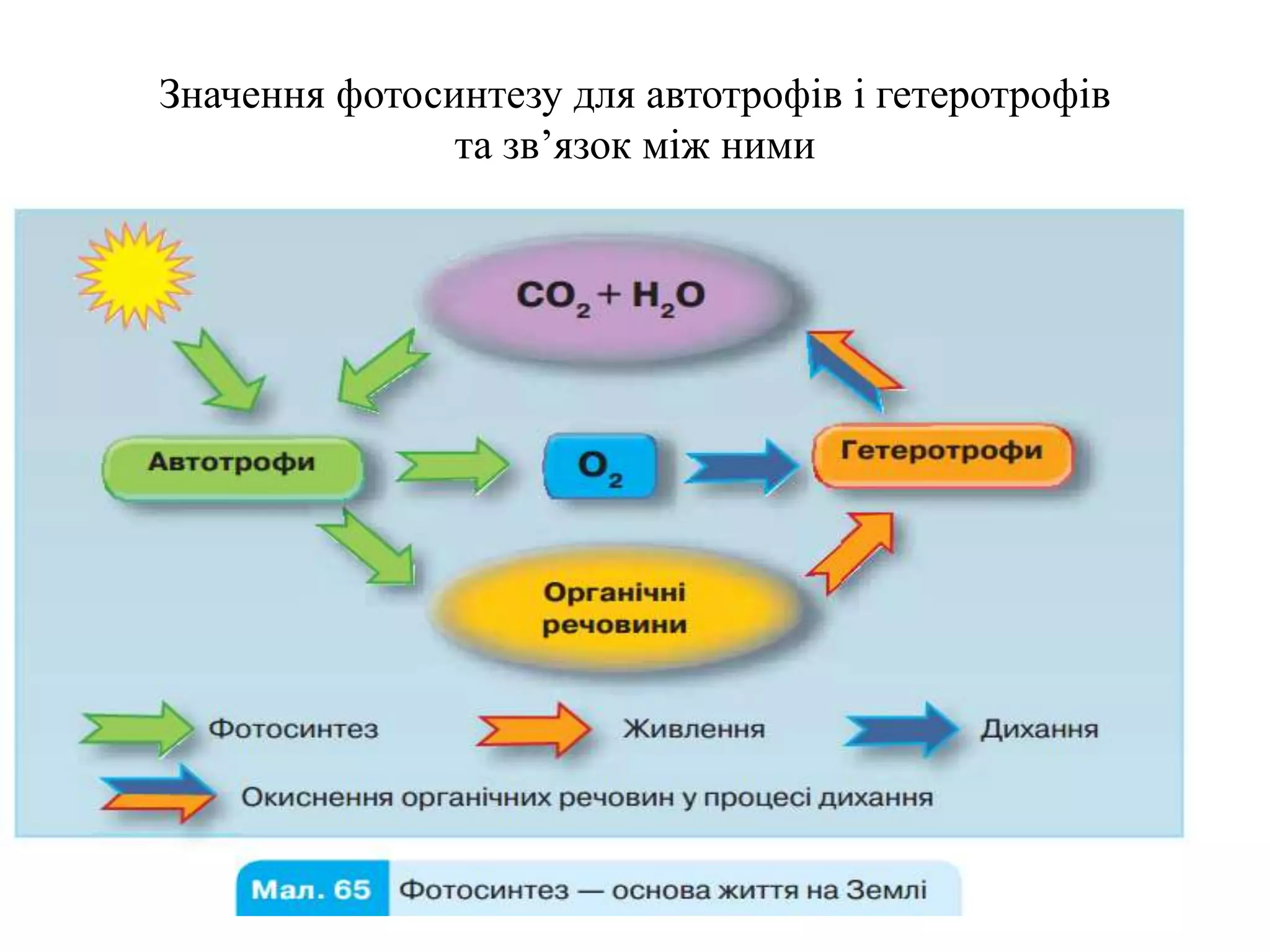 Значення фотосинтезу для автотрофів і гетеротрофів
та зв’язок між ними
 