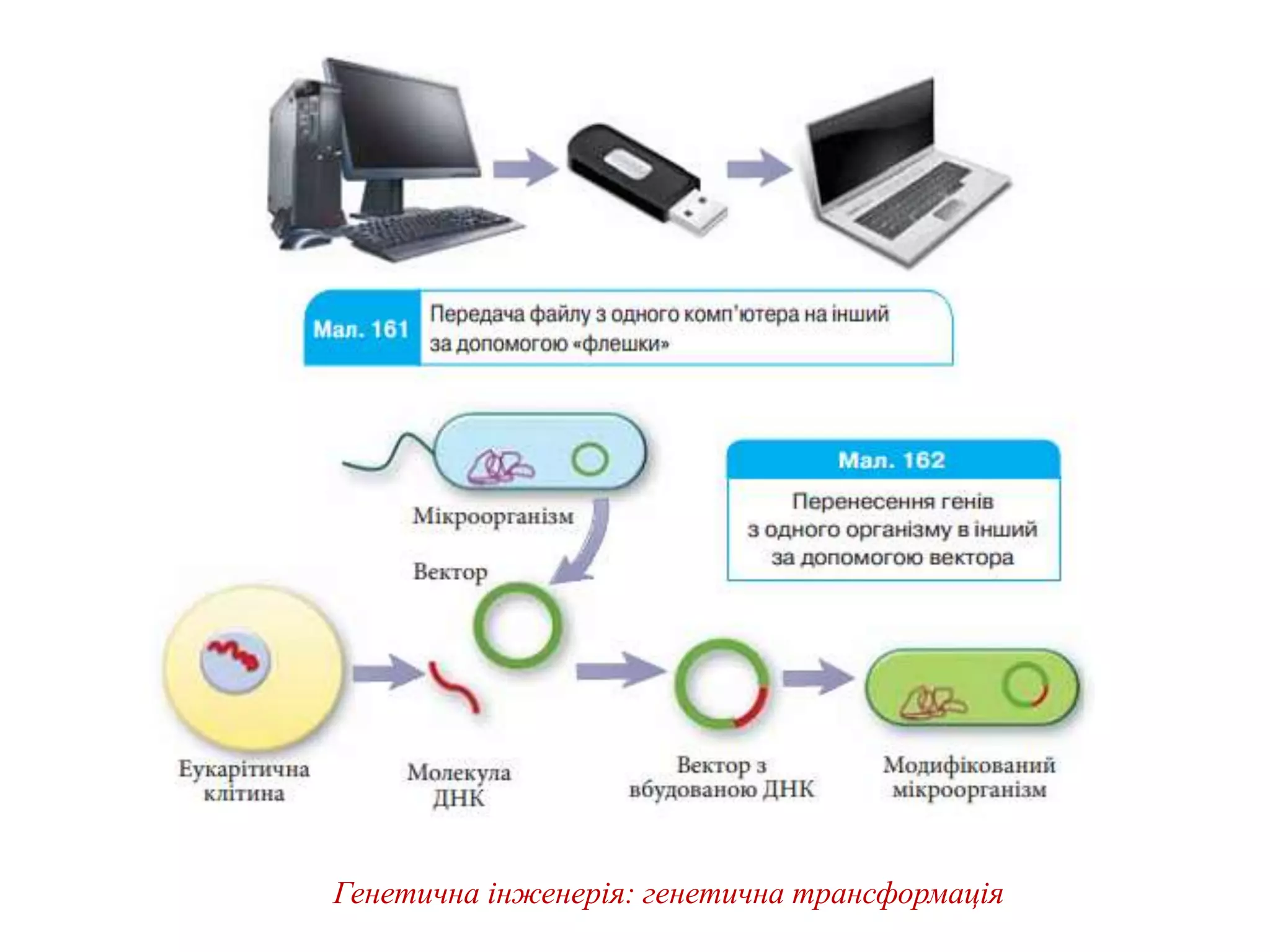 Генетична інженерія: генетична трансформація
 