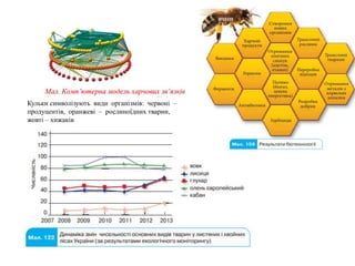 Кульки символізують види організмів: червоні –
продуцентів, оранжеві – рослиноїдних тварин,
жовті – хижаків
 