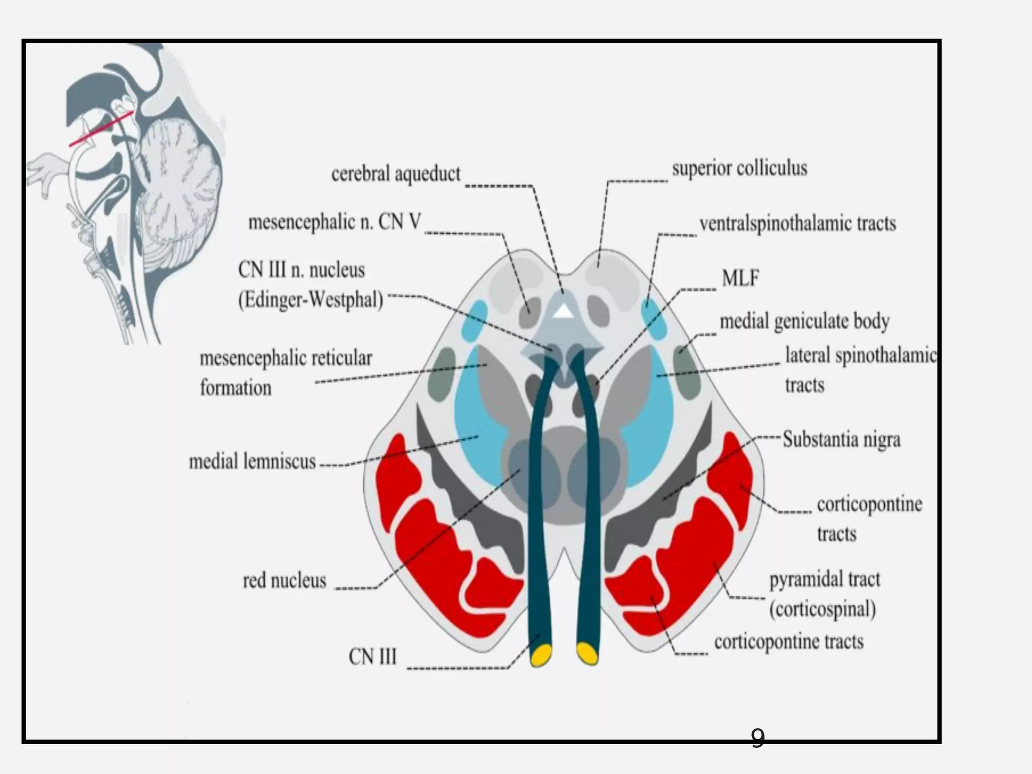 pathophysiology of parkinsons disease | PDF