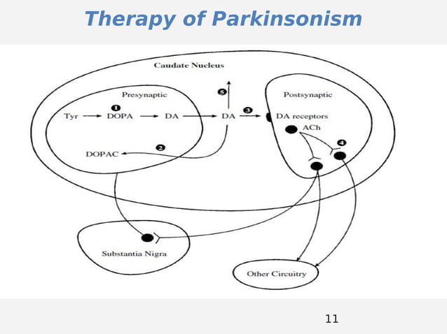 pathophysiology of parkinsons disease | PDF | Physical Therapy | Wellness