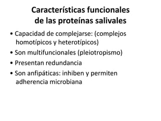 Características funcionales
de las proteínas salivales
• Capacidad de complejarse: (complejos
homotípicos y heterotípicos)
• Son multifuncionales (pleiotropismo)
• Presentan redundancia
• Son anfipáticas: inhiben y permiten
adherencia microbiana
 