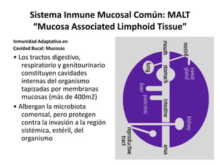 Sistema Inmune Mucosal Común: MALT
“Mucosa Associated Limphoid Tissue”
Inmunidad Adaptativa en
Cavidad Bucal: Mucosas
• Los tractos digestivo,
respiratorio y genitourinario
constituyen cavidades
internas del organismo
tapizadas por membranas
mucosas (más de 400m2)
• Albergan la microbiota
comensal, pero protegen
contra la invasión a la región
sistémica, estéril, del
organismo
 