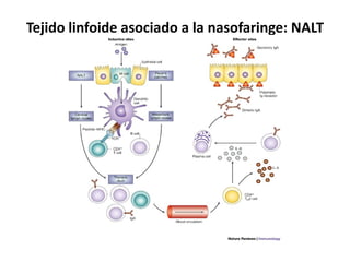 Tejido linfoide asociado a la nasofaringe: NALT
 