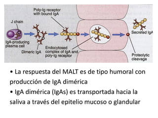 • La respuesta del MALT es de tipo humoral con
producción de IgA dimérica
• IgA dimérica (IgAs) es transportada hacia la
saliva a través del epitelio mucoso o glandular
 