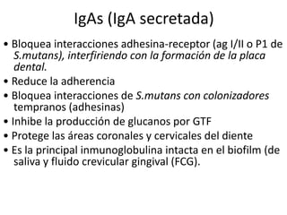 IgAs (IgA secretada)
• Bloquea interacciones adhesina-receptor (ag I/II o P1 de
S.mutans), interfiriendo con la formación de la placa
dental.
• Reduce la adherencia
• Bloquea interacciones de S.mutans con colonizadores
tempranos (adhesinas)
• Inhibe la producción de glucanos por GTF
• Protege las áreas coronales y cervicales del diente
• Es la principal inmunoglobulina intacta en el biofilm (de
saliva y fluido crevicular gingival (FCG).
 