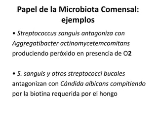 Papel de la Microbiota Comensal:
ejemplos
• Streptococcus sanguis antagoniza con
Aggregatibacter actinomycetemcomitans
produciendo peróxido en presencia de O2
• S. sanguis y otros streptococci bucales
antagonizan con Cándida albicans compitiendo
por la biotina requerida por el hongo
 