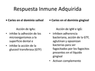 Respuesta Inmune Adquirida
• Caries en el dominio salival
Acción de IgAs:
• inhibe la adhesión de los
microorganismos a la
superficie dental e
• inhibe la acción de la
glucosil transferasa (GTF)
• Caries en el dominio gingival
Acción de IgM e IgG:
• inhiben adherencia
bacteriana, acción de la GTF,
aglutinan y opsonizan
bacterias para ser
fagocitados por los fagocitos
presentes en el líquido
gingival
• Activan complemento
 