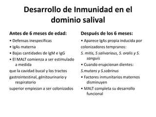 Desarrollo de Inmunidad en el
dominio salival
Antes de 6 meses de edad:
• Defensas inespecíficas
• IgAs materna
• Bajas cantidades de IgM e IgG
• El MALT comienza a ser estimulado
a medida
que la cavidad bucal y los tractos
gastrointestinal, génitourinario y
respiratorio
superior empiezan a ser colonizados
Después de los 6 meses:
• Aparece IgAs propia inducida por
colonizadores tempranos:
S. mitis, S salivarious, S. oralis y S.
sanguis
• Cuando erupcionan dientes:
S.mutans y S.sobrinus
• Factores inmunitarios maternos
disminuyen
• MALT completa su desarrollo
funcional
 