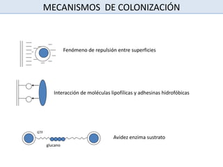 Fenómeno de repulsión entre superficies
Interacción de moléculas lipofílicas y adhesinas hidrofóbicas
GTF
glucano
Avidez enzima sustrato
MECANISMOS DE COLONIZACIÓN
 