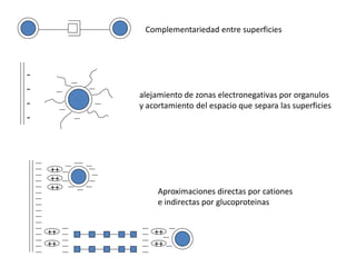 Complementariedad entre superficies
-
-
-
-
++
++
++
++
++
++
++
Aproximaciones directas por cationes
e indirectas por glucoproteinas
alejamiento de zonas electronegativas por organulos
y acortamiento del espacio que separa las superficies
 