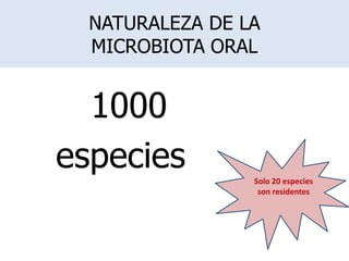 NATURALEZA DE LA
MICROBIOTA ORAL
1000
especies Solo 20 especies
son residentes
 