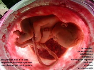 lactobacilos,
corinebacterias,
estafilococos,
micrococos,
bacilos gram negativos
entéricos,
levaduras
y estreptococos
desaparecen a los 2 – 5 días
después del nacimiento para ser
reemplazados por la microbiota
 