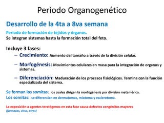 9. Organogénesis... 4ta a 8va semana | PPTX