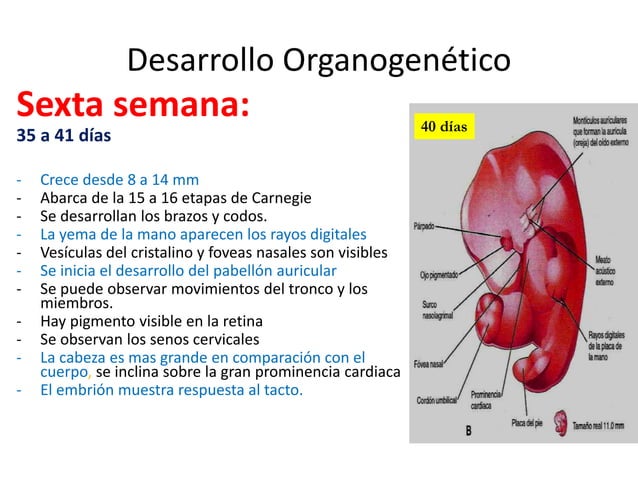 9. Organogénesis... 4ta a 8va semana | PPTX