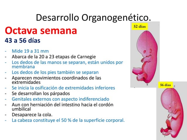 9. Organogénesis... 4ta a 8va semana | PPTX